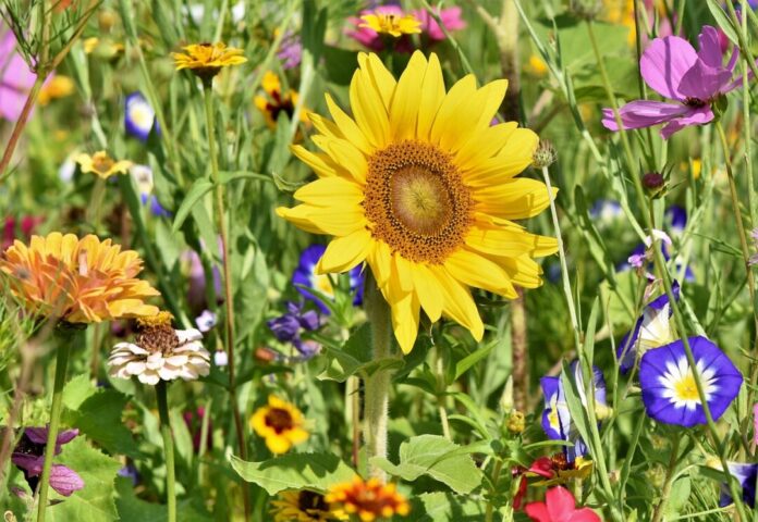 sunflower, flowers, flower bed