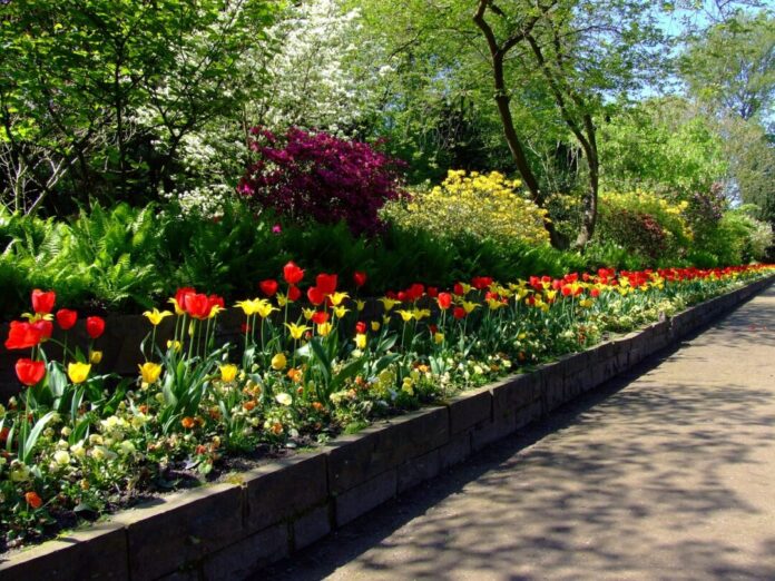 tulips, tulip bed, north park