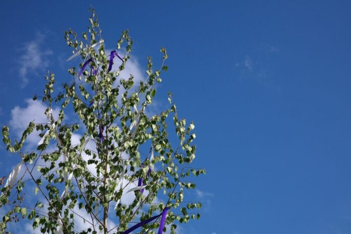 maypole, tree, bands