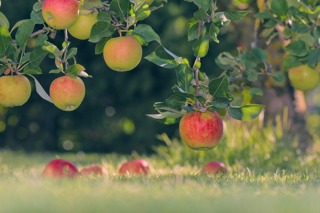 apples, apple tree, fruit