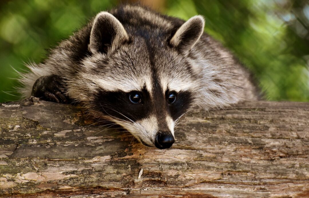 raccoon, animal, mammal