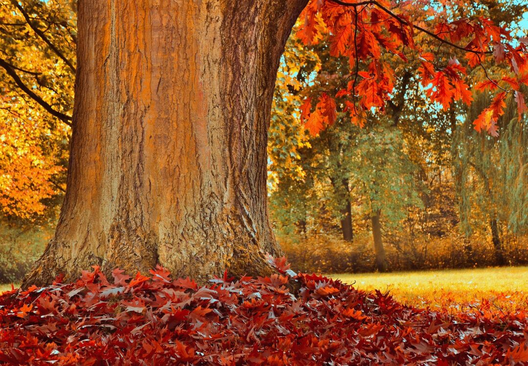 tree trunk, tribe, leaves